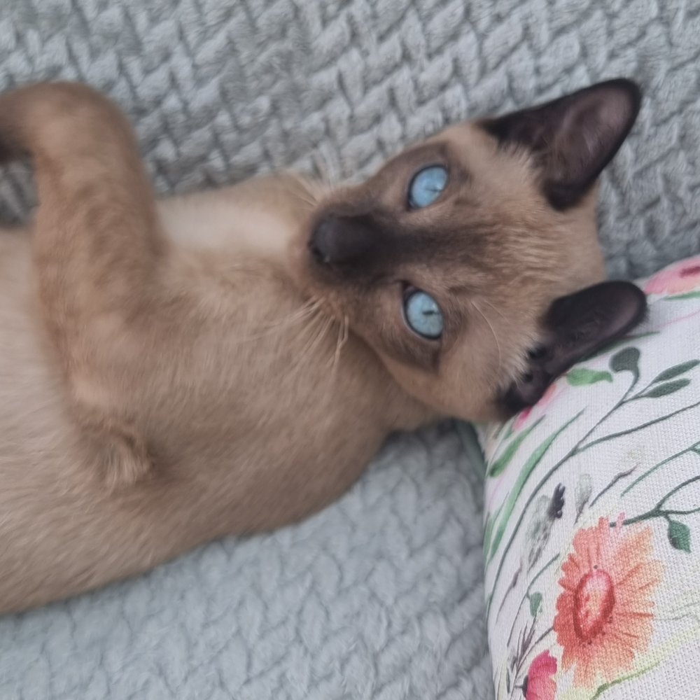 Loki, Phabbay’s brown TCR Tonkinese stud boy, relaxing at home in Scotland