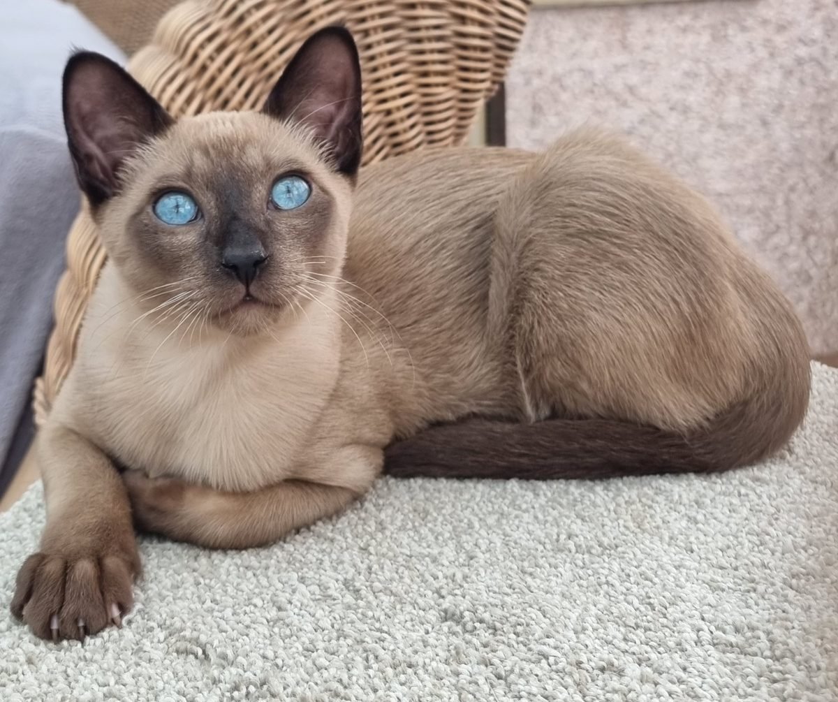 Tonkyway Theas Sterling, known as Loki, a brown TCR Tonkinese stud boy at Phabbay Tonkinese in Scotland