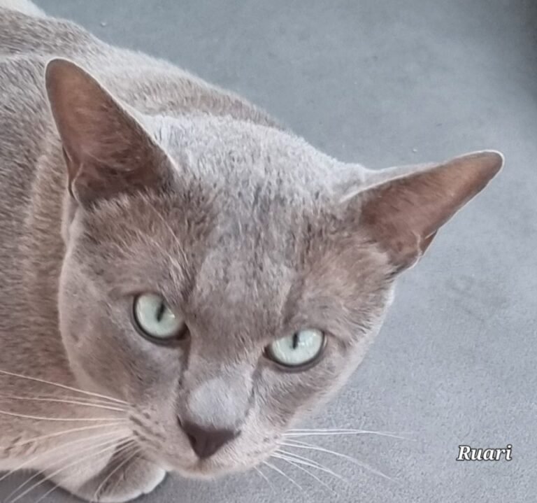 Illououra Prince Phabbay Ruari, a lilac TCR Tonkinese and Phabbay's now retired stud boy