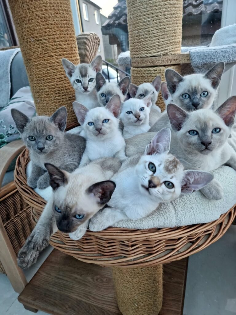 A basket of Tonkinese kittens in a range of colours and coat patterns from previous Phabbay litters