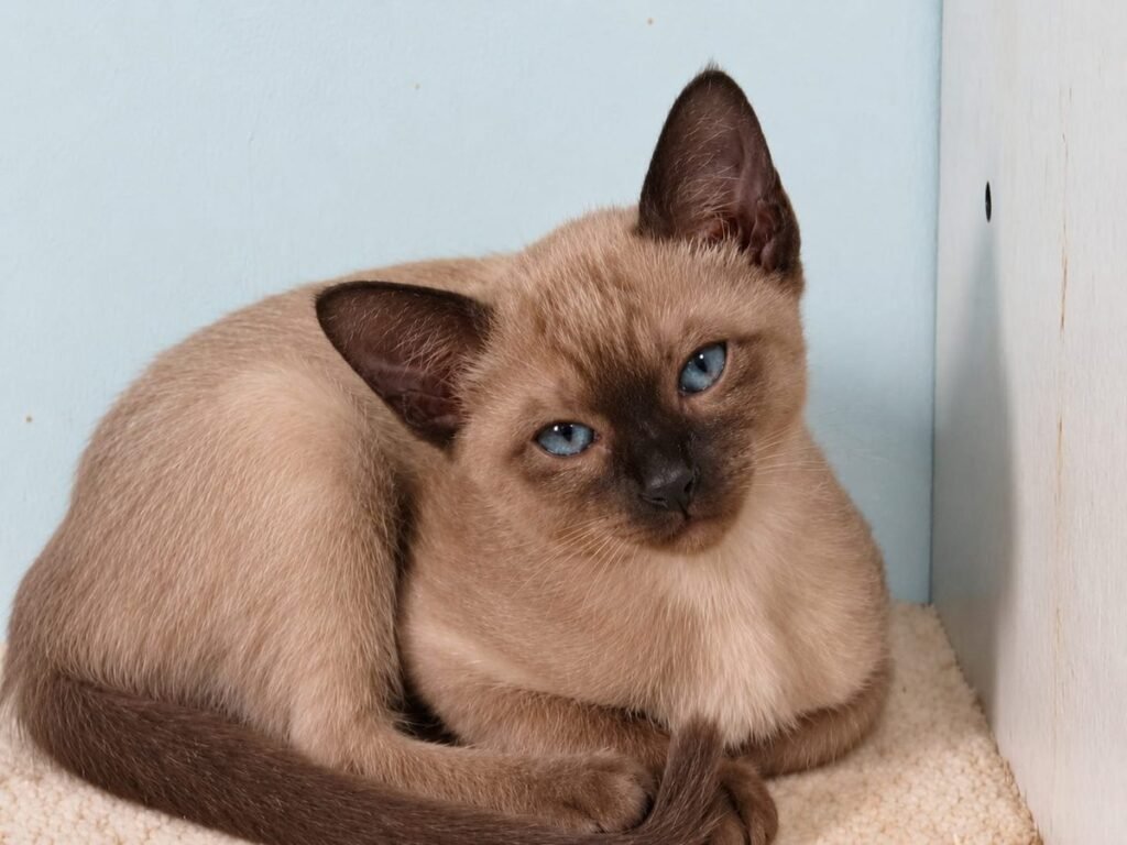 Tonkyway Theas Sterling, known as Loki, a young brown TCR Tonkinese boy at Phabbay Tonkinese Cats