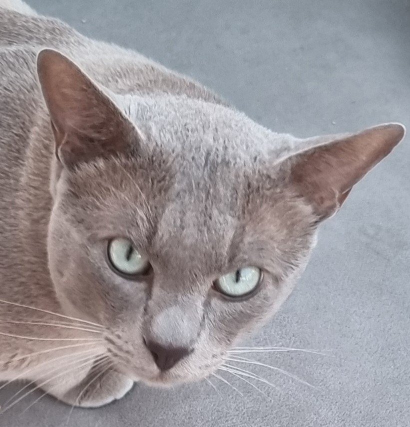 Illououra Prince Phabbay Ruari, lilac TCR Tonkinese, shortly before his retirement