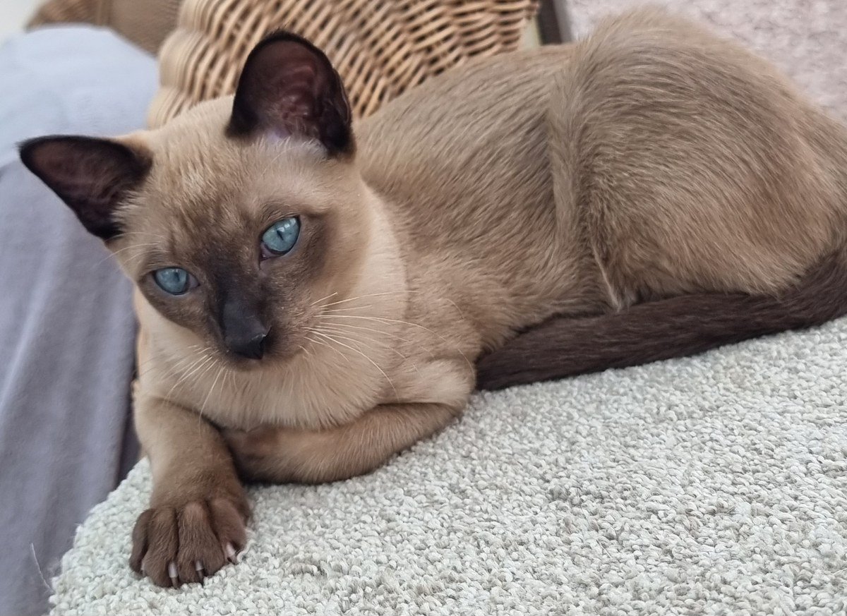 Tonkyway Theas Sterling (Loki), brown TCR Tonkinese