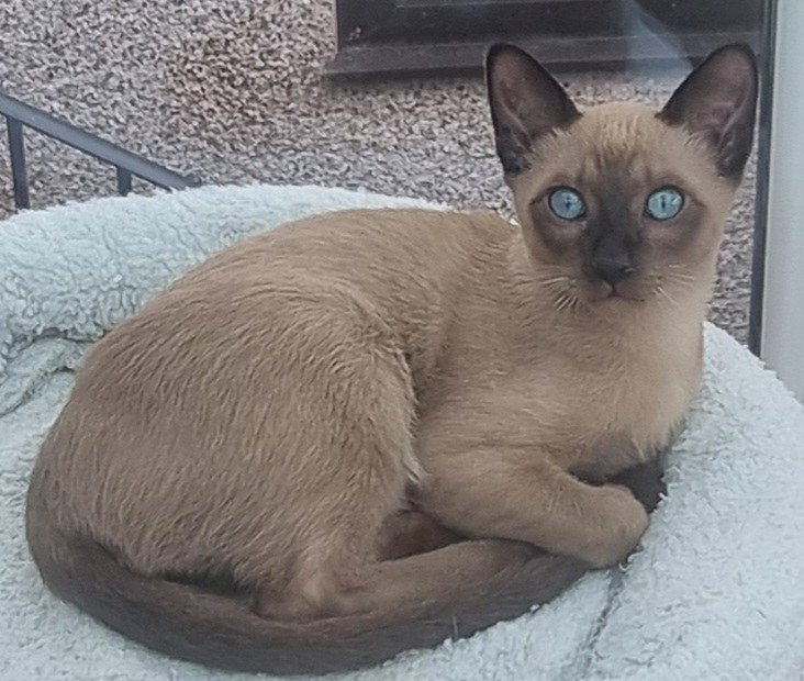Loki, brown TCR Tonkinese, on his bed outdoors